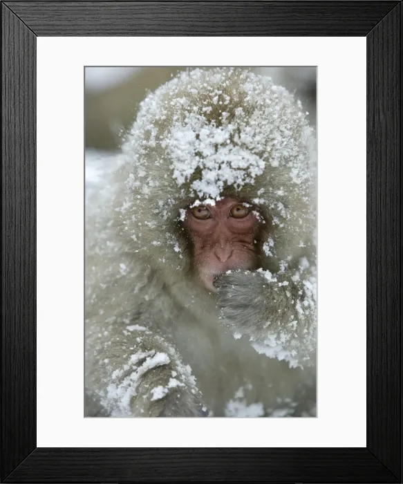Framed Print : Japanese Macaque Monkey - face, covered in snow. Hokkaido, Japan Framed Print : Japanese Macaque Monkey - face, covered in snow. Hokkaido, Japan