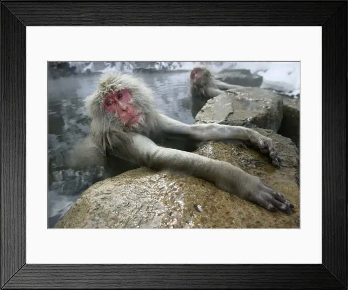 Framed Print : Japanese Macaque Monkey - relaxing in hot spring. Hokkaido, Japan Framed Print : Japanese Macaque Monkey - relaxing in hot spring. Hokkaido, Japan