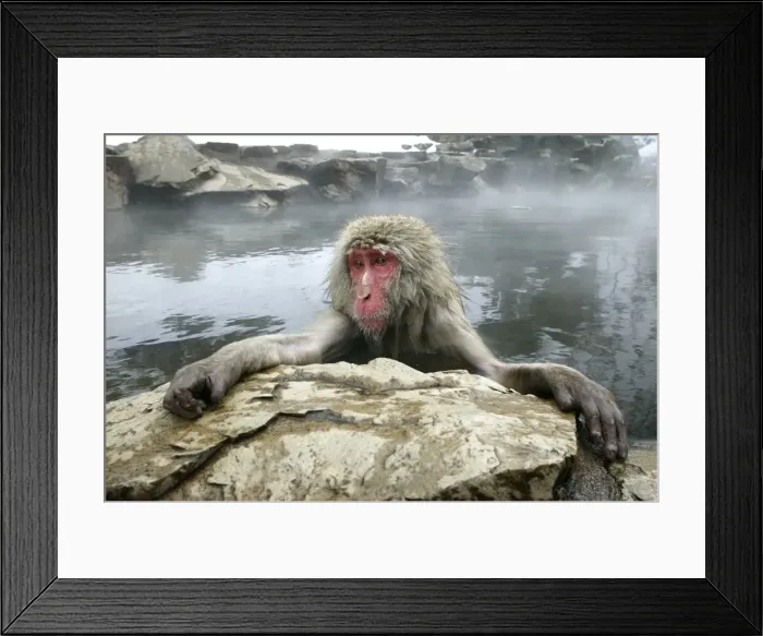 Framed Print : Japanese Macaque Monkey - relaxing in hot spring. Hokkaido, Japan Framed Print : Japanese Macaque Monkey - relaxing in hot spring. Hokkaido, Japan