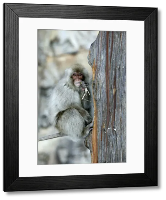 Framed Print : Japanese Macaque Monkey - in tree, eating. Hokkaido, Japan