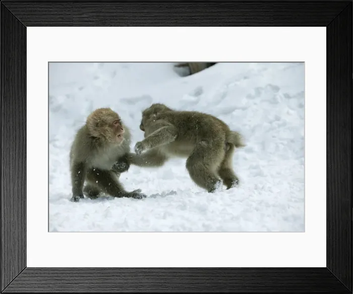Framed Print : Japanese Macaque Monkey - two, showing aggression. Hokkaido, Japan