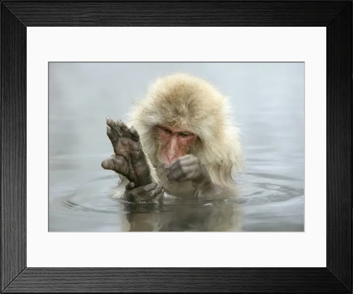 Framed Print : Japanese Macaque Monkey - in hot springs, grooming. Hokkaido, Japan Framed Print : Japanese Macaque Monkey - in hot springs, grooming. Hokkaido, Japan