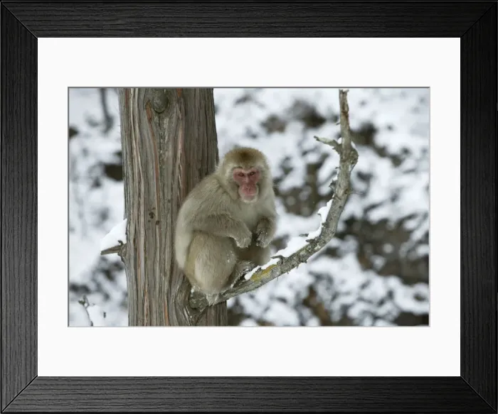 Framed Print : Japanese Macaque Monkey - sitting in tree. Hokkaido, Japan Framed Print : Japanese Macaque Monkey - sitting in tree. Hokkaido, Japan