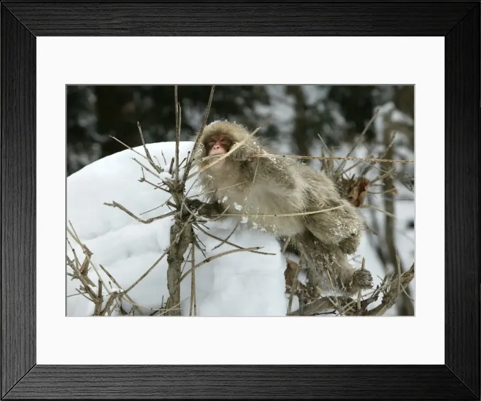 Framed Print : Japanese Macaque Monkey - in tree, biting branch. Hokkaido, Japan Framed Print : Japanese Macaque Monkey - in tree, biting branch. Hokkaido, Japan