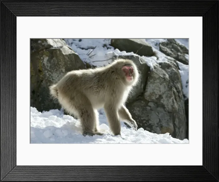 Framed Print : Japanese Macaque Monkey - in snow. Hokkaido, Japan Framed Print : Japanese Macaque Monkey - in snow. Hokkaido, Japan