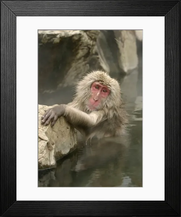Framed Print : Japanese Macaque Monkey - relaxing in hot spring. Hokkaido, Japan Framed Print : Japanese Macaque Monkey - relaxing in hot spring. Hokkaido, Japan