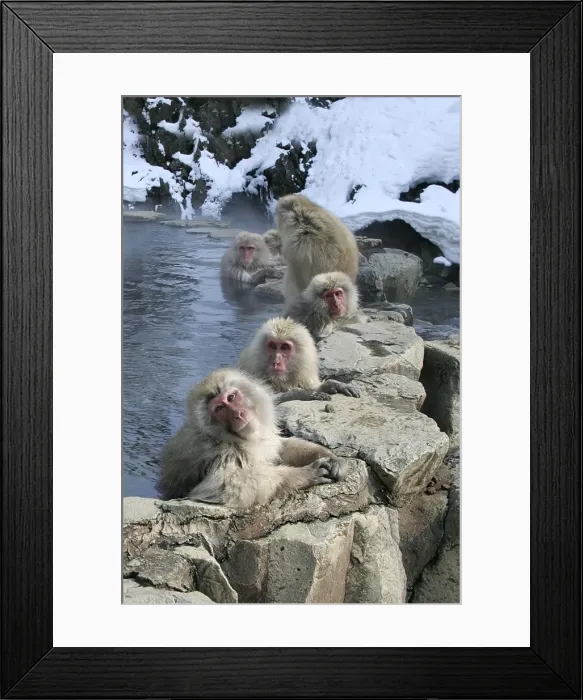 Framed Print : Japanese Macaque Monkeys - relaxing in hot springs. Hokkaido, Japan Framed Print : Japanese Macaque Monkeys - relaxing in hot springs. Hokkaido, Japan
