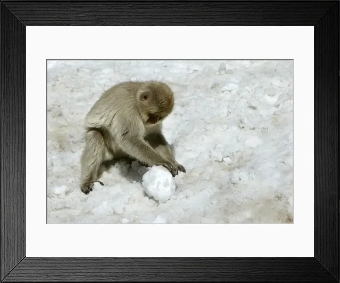 Framed Print : Japanese Macaque Monkey - making snowball. Hokkaido, Japan Framed Print : Japanese Macaque Monkey - making snowball. Hokkaido, Japan