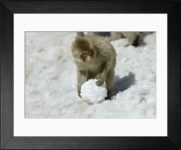 Framed Print : Japanese Macaque Monkey - making snowball. Hokkaido, Japan Framed Print : Japanese Macaque Monkey - making snowball. Hokkaido, Japan