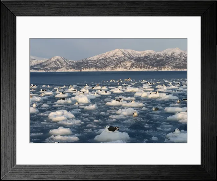 Framed Print : Slaty-Backed Gulls - resting on ice. Hokkaido, Japan Framed Print : Slaty-Backed Gulls - resting on ice. Hokkaido, Japan