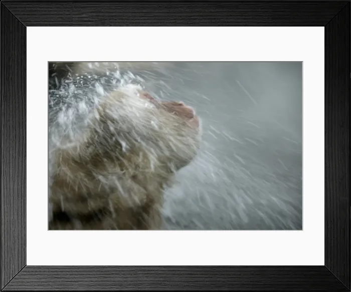 Framed Print : Japanese Macaque Monkey Japan Framed Print : Japanese Macaque Monkey Japan