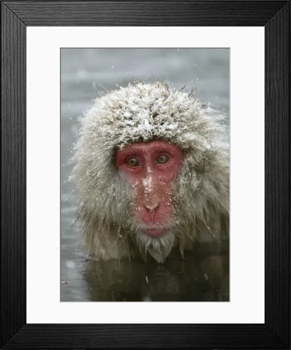 Framed Print : Japanese Macaque Monkey - close-up of head Japan Framed Print : Japanese Macaque Monkey - close-up of head Japan
