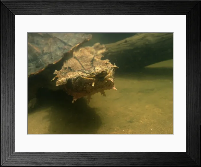 Framed Print : Mata Mata / Matamata Turtle Venezuela Framed Print : Mata Mata / Matamata Turtle Venezuela