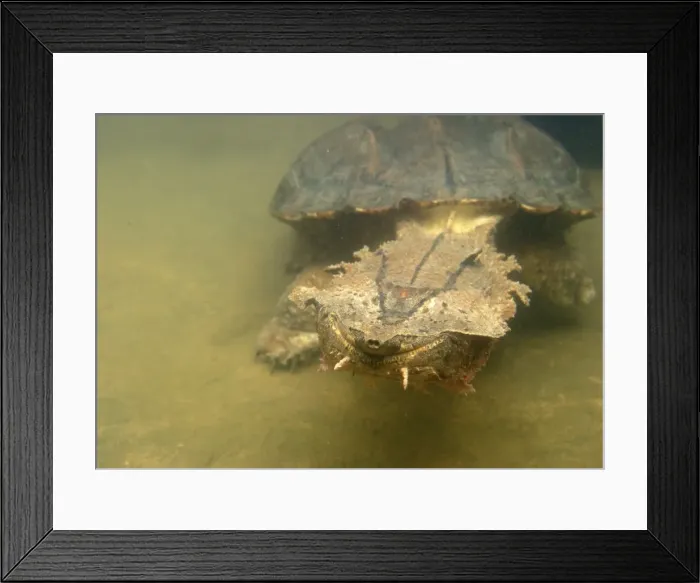 Framed Print : Mata Mata / Matamata Turtle - underwater Framed Print : Mata Mata / Matamata Turtle - underwater