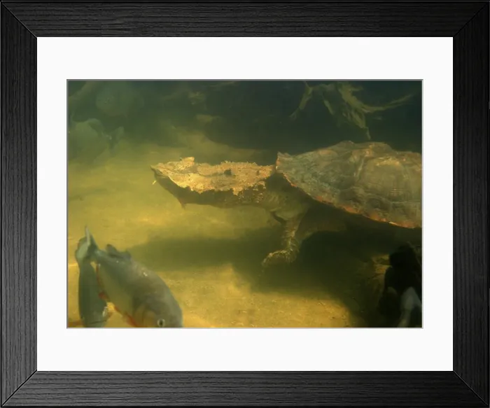Framed Print : Mata Mata / Matamata Turtle - underwater. Venezuela Framed Print : Mata Mata / Matamata Turtle - underwater. Venezuela