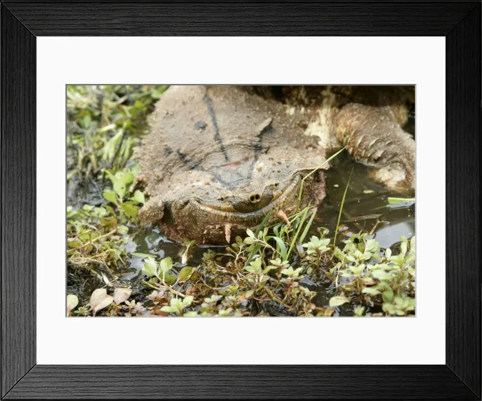 Framed Print : Mata Mata / Matamata Turtle - underwater. Venezuela Framed Print : Mata Mata / Matamata Turtle - underwater. Venezuela