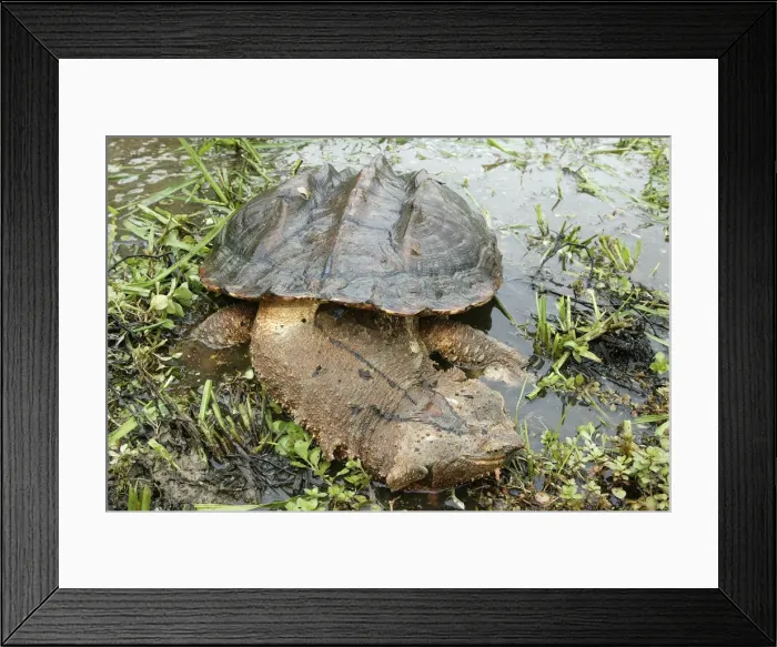 Framed Print : Mata Mata  /  Matamata Turtle. Venezuela