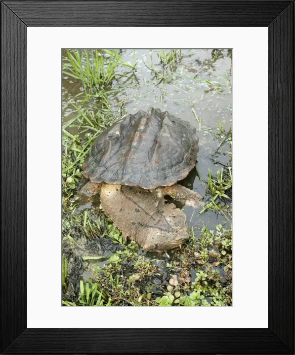 Framed Print : Mata Mata / Matamata Turtle. Venezuela Framed Print : Mata Mata / Matamata Turtle. Venezuela