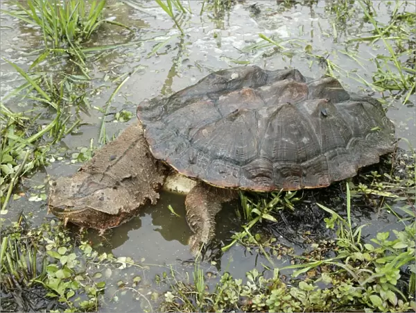 Mata Mata  /  Matamata Turtle. Venezuela