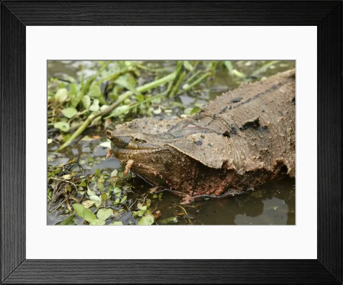 Framed Print : Mata Mata / Matamata Turtle. Venezuela Framed Print : Mata Mata / Matamata Turtle. Venezuela