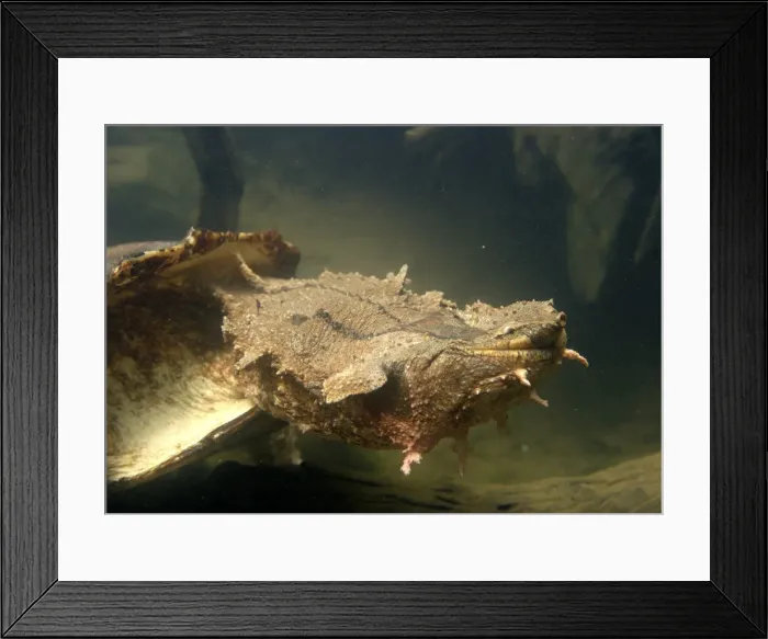 Framed Print : Mata Mata / Matamata Turtle - underwater. Venezuela Framed Print : Mata Mata / Matamata Turtle - underwater. Venezuela