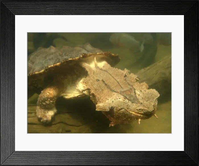 Framed Print : Mata Mata / Matamata Turtle - underwater. Venezuela Framed Print : Mata Mata / Matamata Turtle - underwater. Venezuela