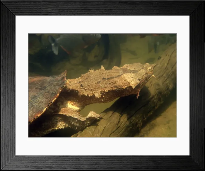 Framed Print : Mata Mata / Matamata Turtle - underwater. Venezuela Framed Print : Mata Mata / Matamata Turtle - underwater. Venezuela