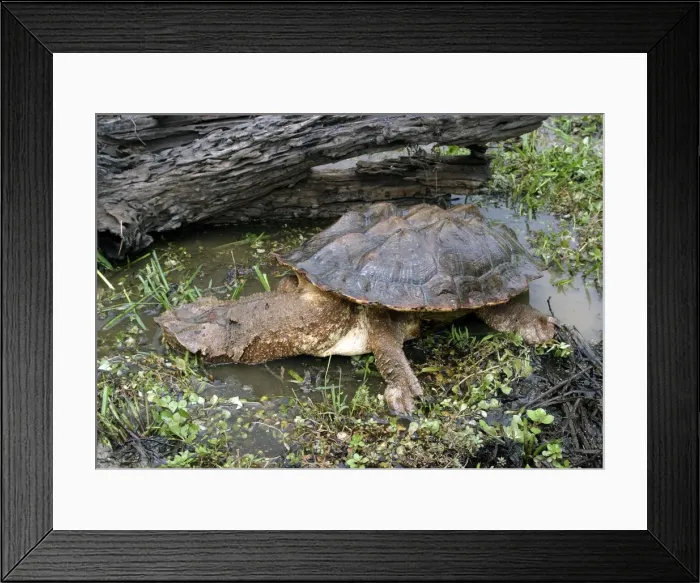 Framed Print : Mata Mata / Matamata Turtle. Venezuela Framed Print : Mata Mata / Matamata Turtle. Venezuela