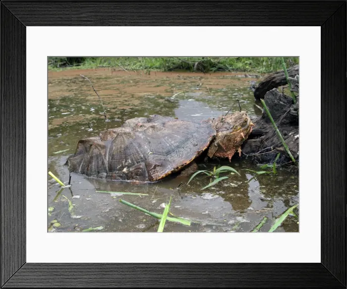 Framed Print : Mata Mata / Matamata Turtle - emerging from water. Venezuela Framed Print : Mata Mata / Matamata Turtle - emerging from water. Venezuela