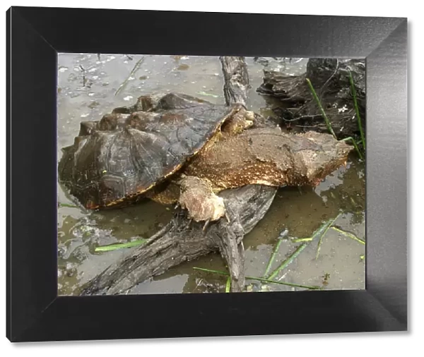 Mata Mata  /  Matamata Turtle - emerging from water. Venezuela