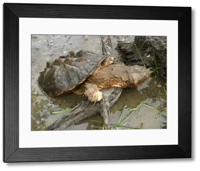Framed Print : Mata Mata / Matamata Turtle - emerging from water. Venezuela Framed Print : Mata Mata / Matamata Turtle - emerging from water. Venezuela