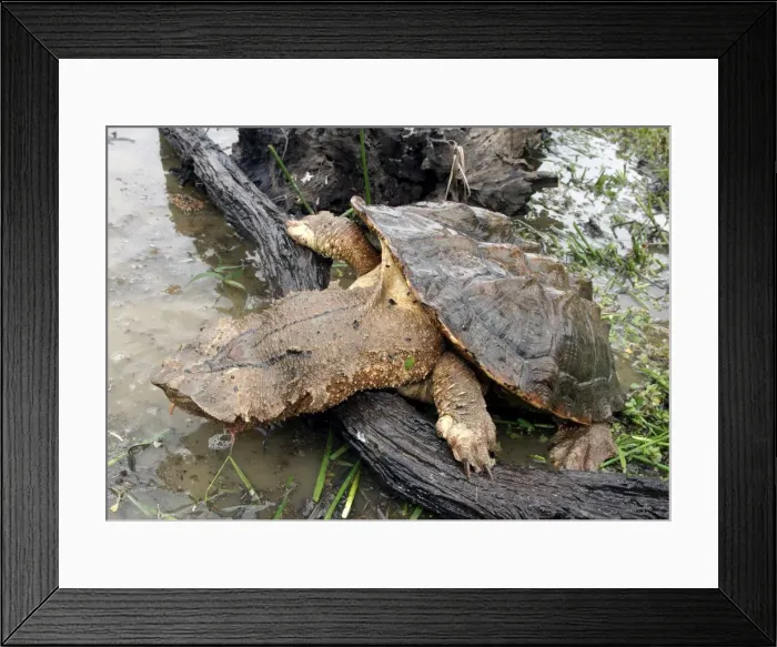 Framed Print : Mata Mata / Matamata Turtle. Venezuela Framed Print : Mata Mata / Matamata Turtle. Venezuela