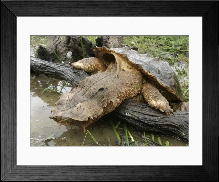 Framed Print : Mata Mata / Matamata Turtle. Venezuela Framed Print : Mata Mata / Matamata Turtle. Venezuela