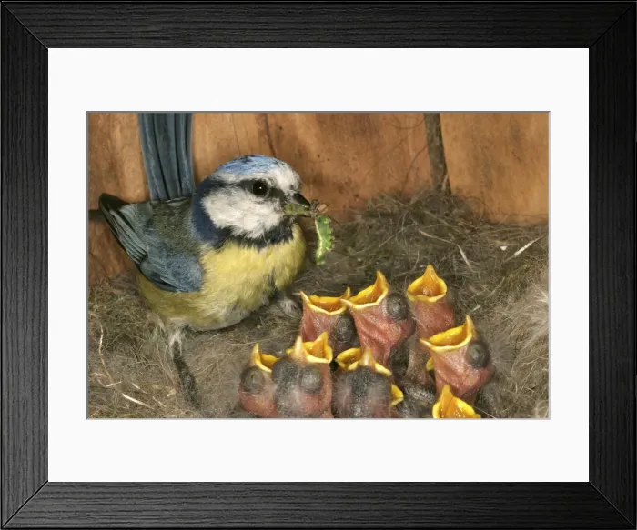 Framed Print : Blue Tit - feeding grubs to chicks at nest Framed Print : Blue Tit - feeding grubs to chicks at nest