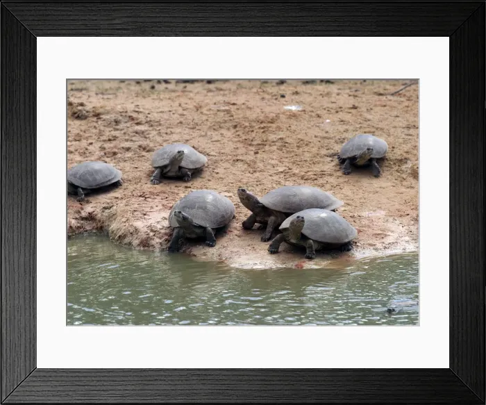 Framed Print : Savanna Side-necked Turtle Framed Print : Savanna Side-necked Turtle