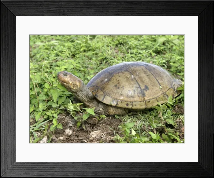 Framed Print : Savanna Side-necked Turtle Framed Print : Savanna Side-necked Turtle