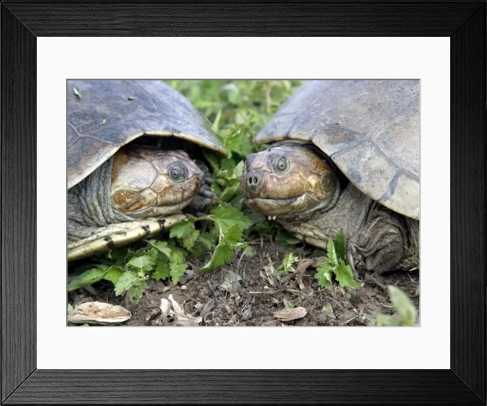 Framed Print : Savanna Side-necked Turtle - two, close-up Framed Print : Savanna Side-necked Turtle - two, close-up