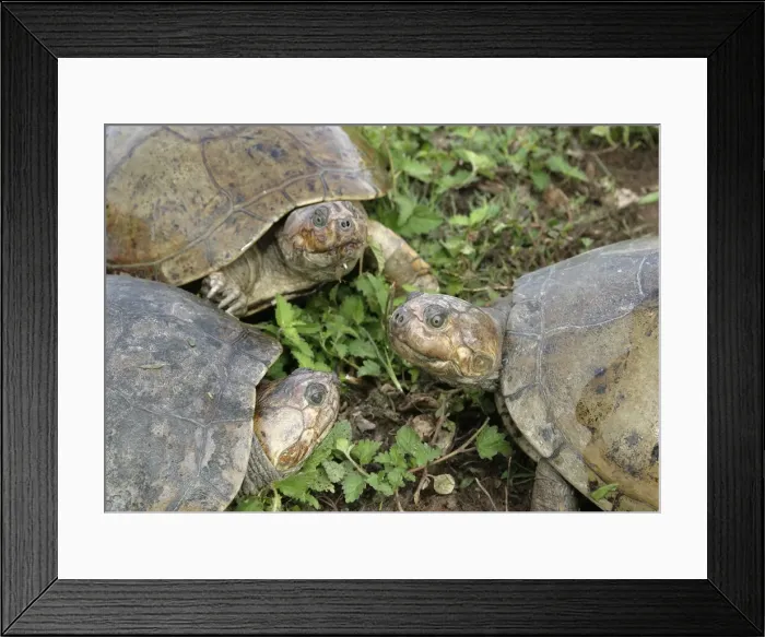 Framed Print : Savanna Side-necked Turtle - three close-up Framed Print : Savanna Side-necked Turtle - three close-up