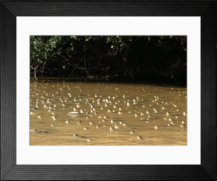 Framed Print : Savanna Side-necked Turtle - mass in water Venezuela Framed Print : Savanna Side-necked Turtle - mass in water Venezuela