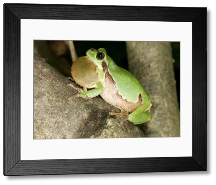 Framed Print : Tree Frog - Male, with throat inflated, croaking Framed Print : Tree Frog - Male, with throat inflated, croaking