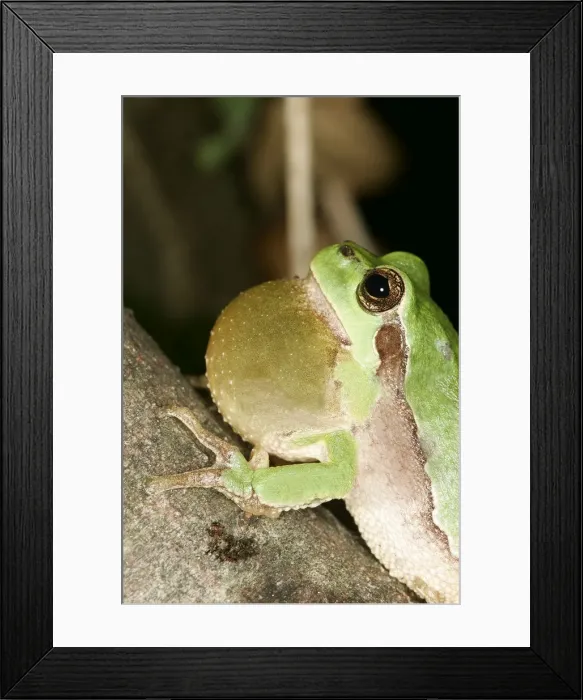 Framed Print : Tree Frog - Male with throat inflated croaking Framed Print : Tree Frog - Male with throat inflated croaking
