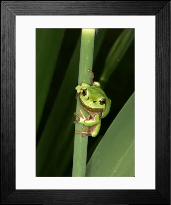 Framed Print : Tree Frog - on stem Framed Print : Tree Frog - on stem