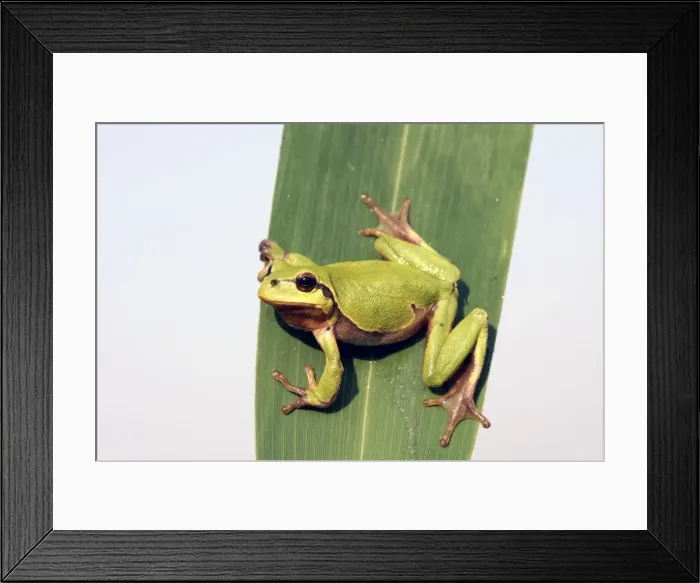 Framed Print : Tree Frog - on leaf. Alsace France Framed Print : Tree Frog - on leaf. Alsace France