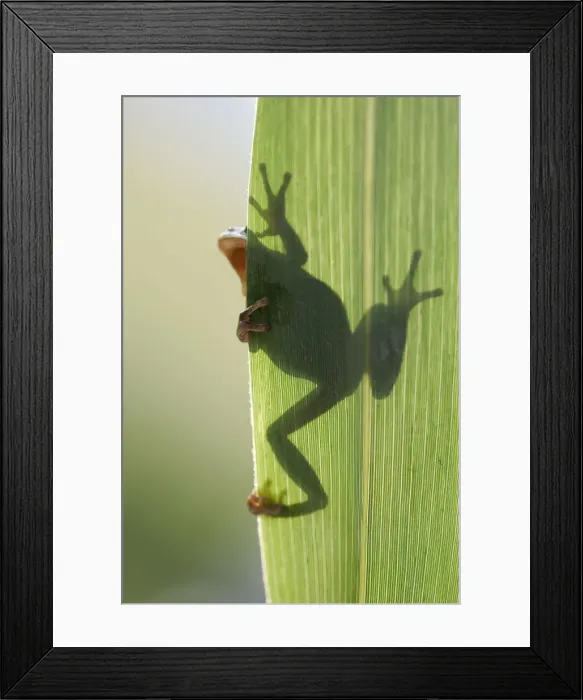 Framed Print : Tree Frog - silhouette through leaf. France Framed Print : Tree Frog - silhouette through leaf. France