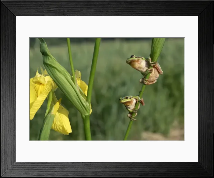 Framed Print : Tree Frog - two, on Iris stem. France