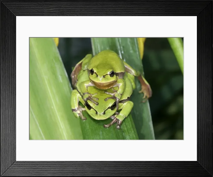 Framed Print : Tree Frog - pair mating, male on top France Framed Print : Tree Frog - pair mating, male on top France