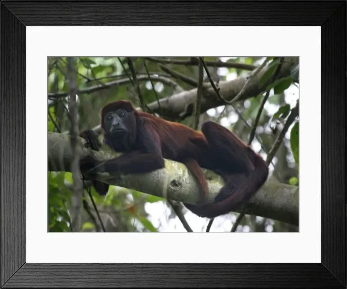 Framed Print : Red Howler Monkey - Male. llianos Venezuela Framed Print : Red Howler Monkey - Male. llianos Venezuela