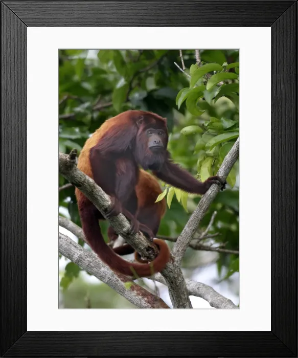 Framed Print : Red Howler Monkey - Male. llianos Venezuela Framed Print : Red Howler Monkey - Male. llianos Venezuela