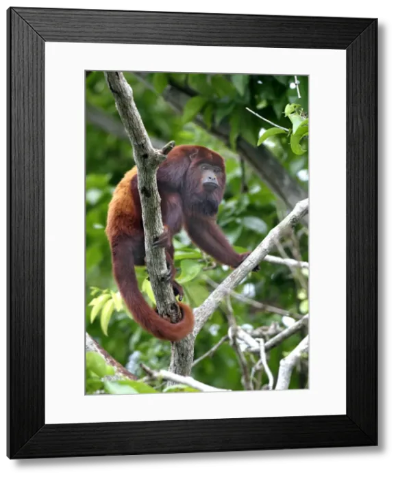 Framed Print : Red Howler Monkey - Male. llianos Venezuela Framed Print : Red Howler Monkey - Male. llianos Venezuela