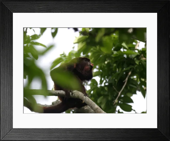 Framed Print : Red Howler Monkey - Male. llianos Venezuela Framed Print : Red Howler Monkey - Male. llianos Venezuela